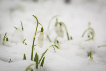 Snowdrops in Snow
