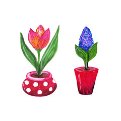 Blooming pink tulip in a beautiful polka dot flowerpot. Blooming blue crocus in a bright red flowerpot. Hand drawn colorful gardening illustration.