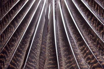 Fototapeta premium Blurry image of turkey tail, cropped shot. Birds, animals, farm, textures concept.