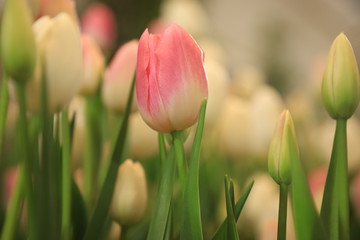 pink tulip in the garden