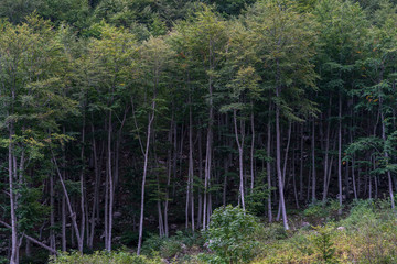 Obraz premium trees in the forest