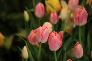 pink tulip on blur tulip background