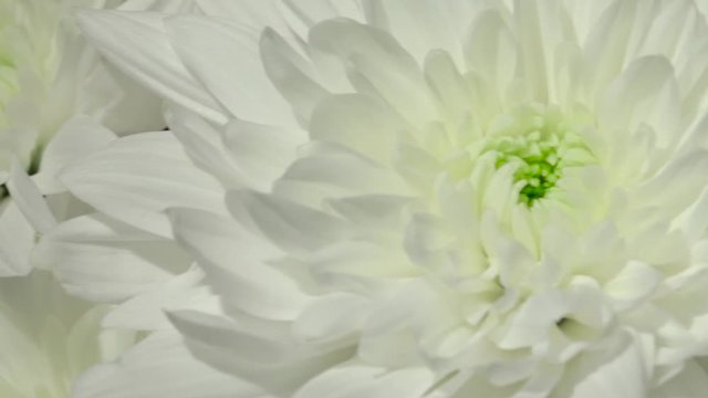 Beautiful chrysanthemum bouquet. Video with garden flowers. Horizontal  flowers footage 