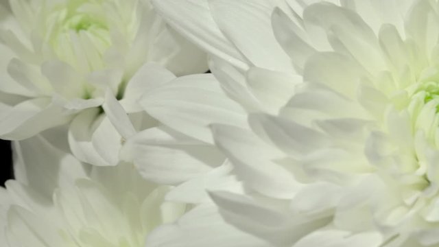 Beautiful chrysanthemum bouquet. Video with garden flowers. Horizontal  flowers footage 