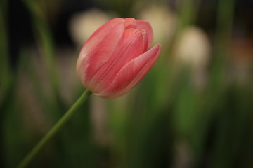 pink tulip on blur tulip background