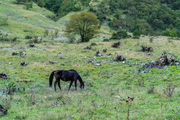 horse in the meadow