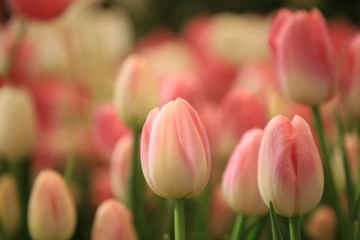 pink tulip in the garden