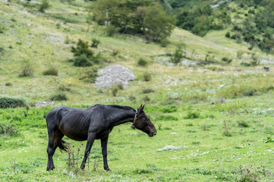 horses in a field