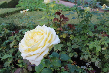 yellow rose in the garden