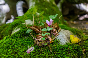 flowers