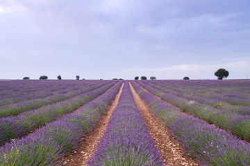 Fototapeta na wymiar Purple lavender fields