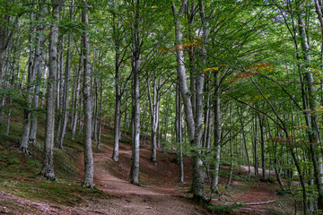 Obraz premium forest