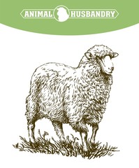 sketch of sheep drawn by hand. animal husbandry
