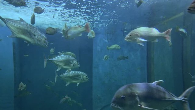 Rayong Aquarium: Beautiful fish and stingray swimming in the main tank aquarium