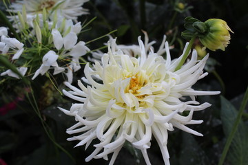 chrysanthemum in the garden