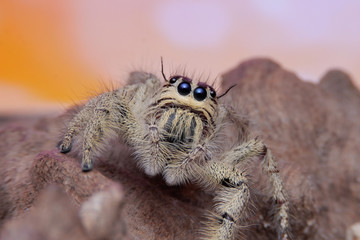 Jumping spider close up with the light blue background.