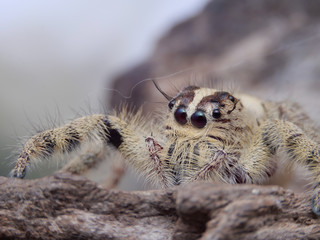 Jumping spider close up with the light blue background.