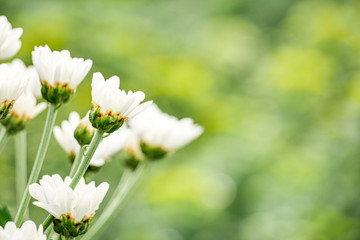 White chrysanthemum in the flowers garden and blur background.
