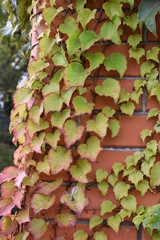 plant against a brick wall,