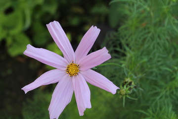 purple flower in the garden