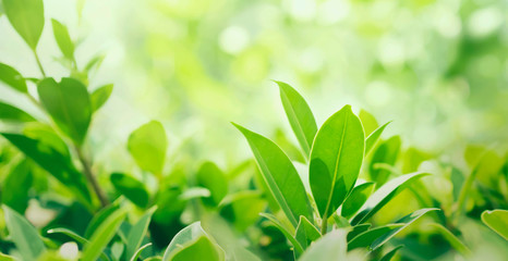 select focus green leaf with sunshine background