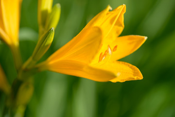 Obraz premium Yellow and orange day-lily garden flowers growning under sunlight. Daylily Hemerocallis flower closeup. Vivid inflorescence of flowering plant.