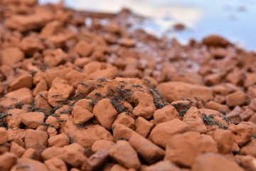 Ants marching