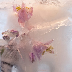 Background of branch aquilegia  flower    in ice   cube with air bubbles.