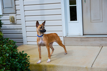 A dog standing on the porch looking out