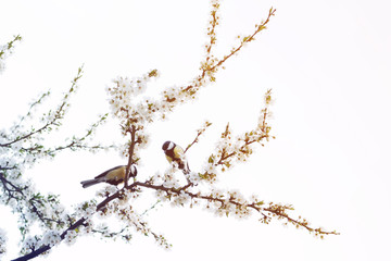 Two tomtits on a spring flowering white-flowered tree, toned. Spring background