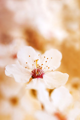 Spring nature background with first white flowers in the garden, soft focus, toned	