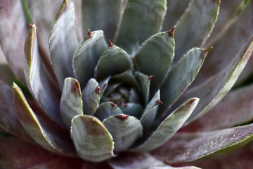 The large socket of a plant a sempervivum with thick leaves of a sakulent of blue color.