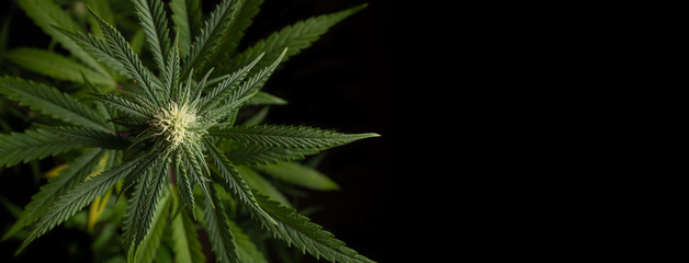 Banner Close up of growing bud