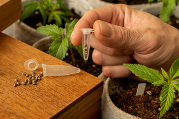 Hand holds tube with seeds for growing marijuana