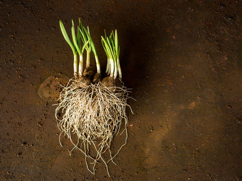 green sprouts of garlic with large roots. Planting time in garden