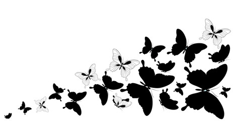 Obraz na płótnie Canvas butterfly455