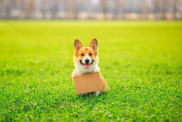 red haired Corgi dog puppy sits in a spring Park on green  grass with a blank sign for the inscription on his neck and smiles