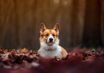 Naklejka na ściany i meble portrait dog Corgi lies in an autumn Park on dry fallen leaves at sunset