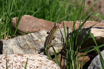 Solar spring morning. The little lizard is heated on a gray stone. Around fresh green grass.