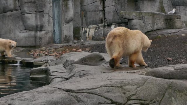 Female polar bear playing with her little cub