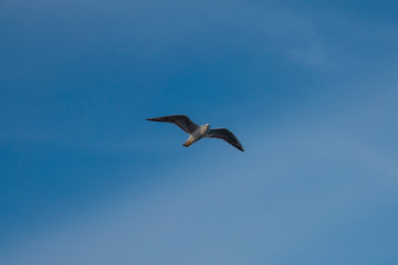 Seagull bird flight on a marine.