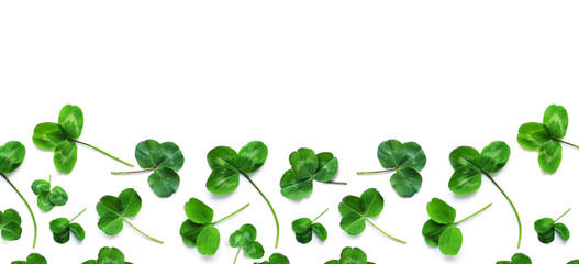 Green clover, the symbol of the holiday St. patrick's day. Pattern of clover leaves isolated on white background, top view, flat lay.
