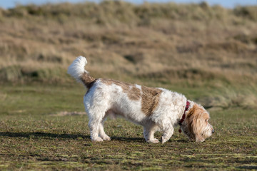 Grand Basset Griffon Vendeen hound dog picking up the scent.