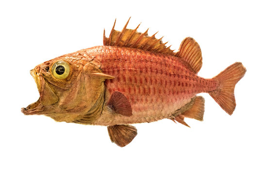 Japanese soldierfish Ostichthys japonicus. Soldier fish specimen on white background