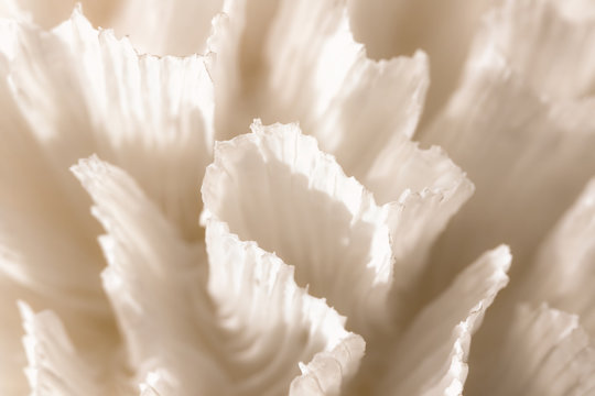 Pectinia macro image. Nature close-up background image. Pectinia sp. coral