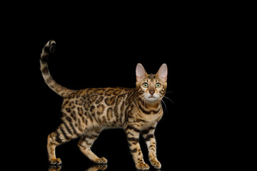 Playful Bengal Cat with gold fur on Isolated Black Background