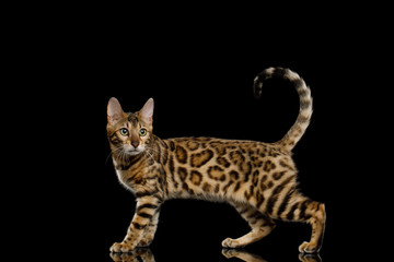 Adorable Bengal Cat Showing his gold fur on Isolated Black Background, side view