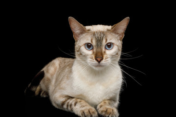 Adorable Snow Bengal Cat Lying and Gazing on Isolated Black Background, Front view