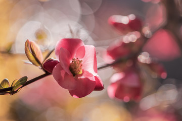 Fototapeta na wymiar japanese quince pink springtime flowers