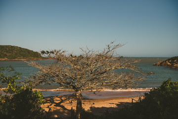 tree on the beach